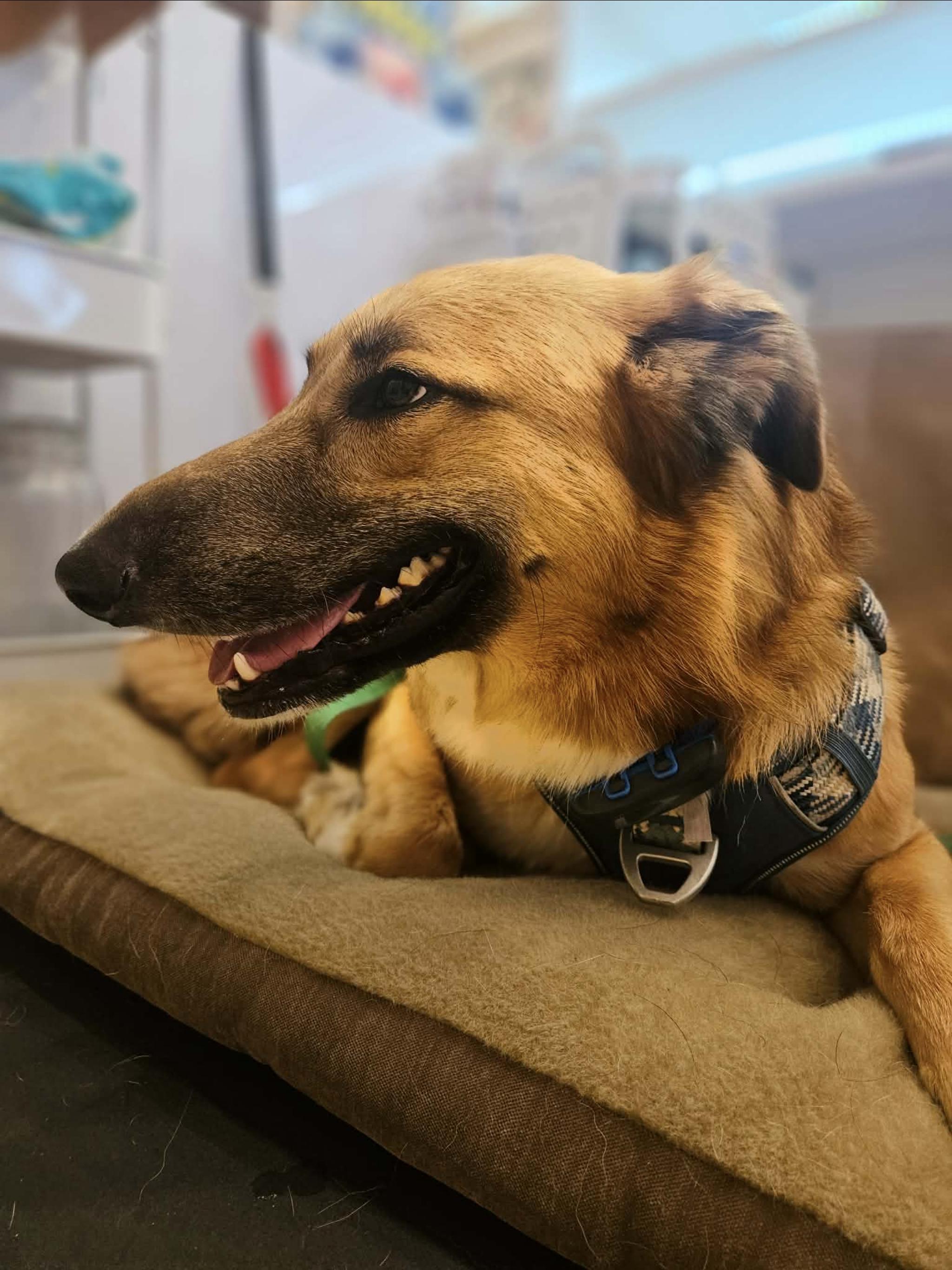 Enlarge KING, a Adoptable mixed breed in Toronto, ON image 3/6