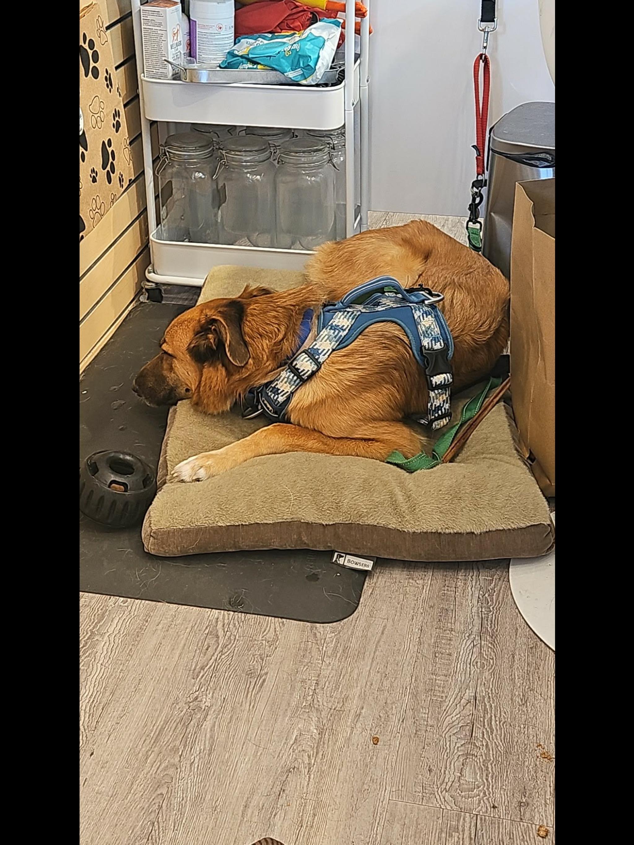 Enlarge KING, a Adoptable mixed breed in Toronto, ON image 5/6