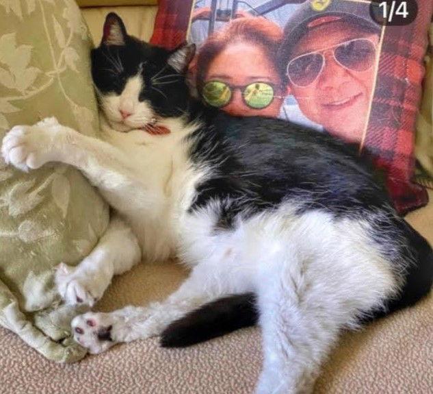 Betty Boop, Adoptable, Adult Female Tuxedo & Domestic Short Hair.