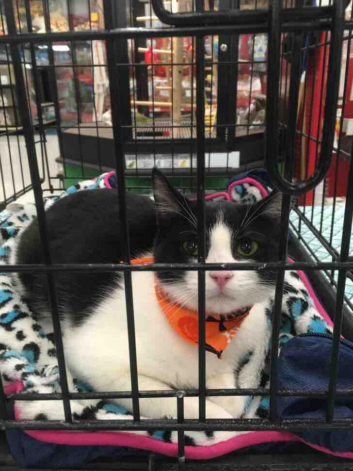 Enlarge Betty Boop, a Adoptable mixed breed in Vacaville, CA image 2/3