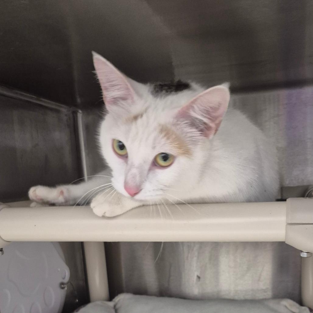 Mrs. Claws, Adoptable, Adult Female Domestic Short Hair.