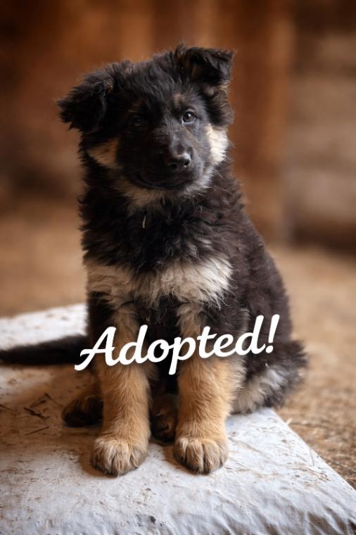 Jaimey, Adoptable, Young Female German Shepherd Dog.