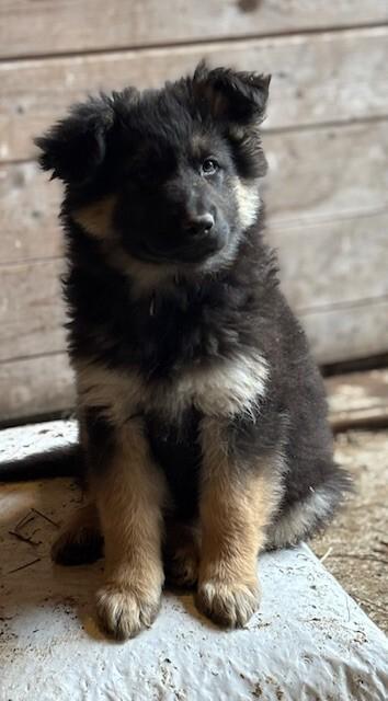 Enlarge Jaimey, a Adoptable mixed breed in Seattle, WA image 2/2