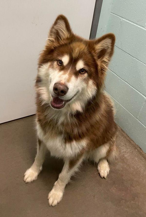 Enlarge Kota, a Adoptable mixed breed in Comox, BC image 1/1