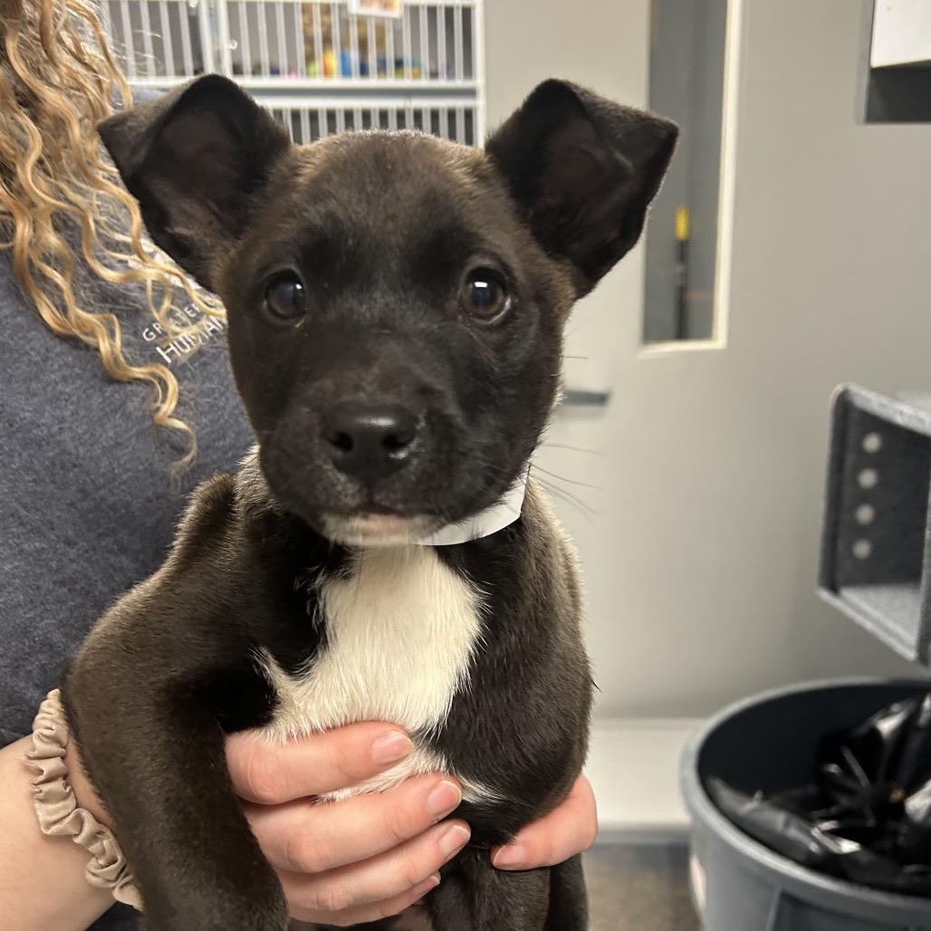 Enlarge Chandler, a Adoptable mixed breed in Birmingham, AL image 1/1