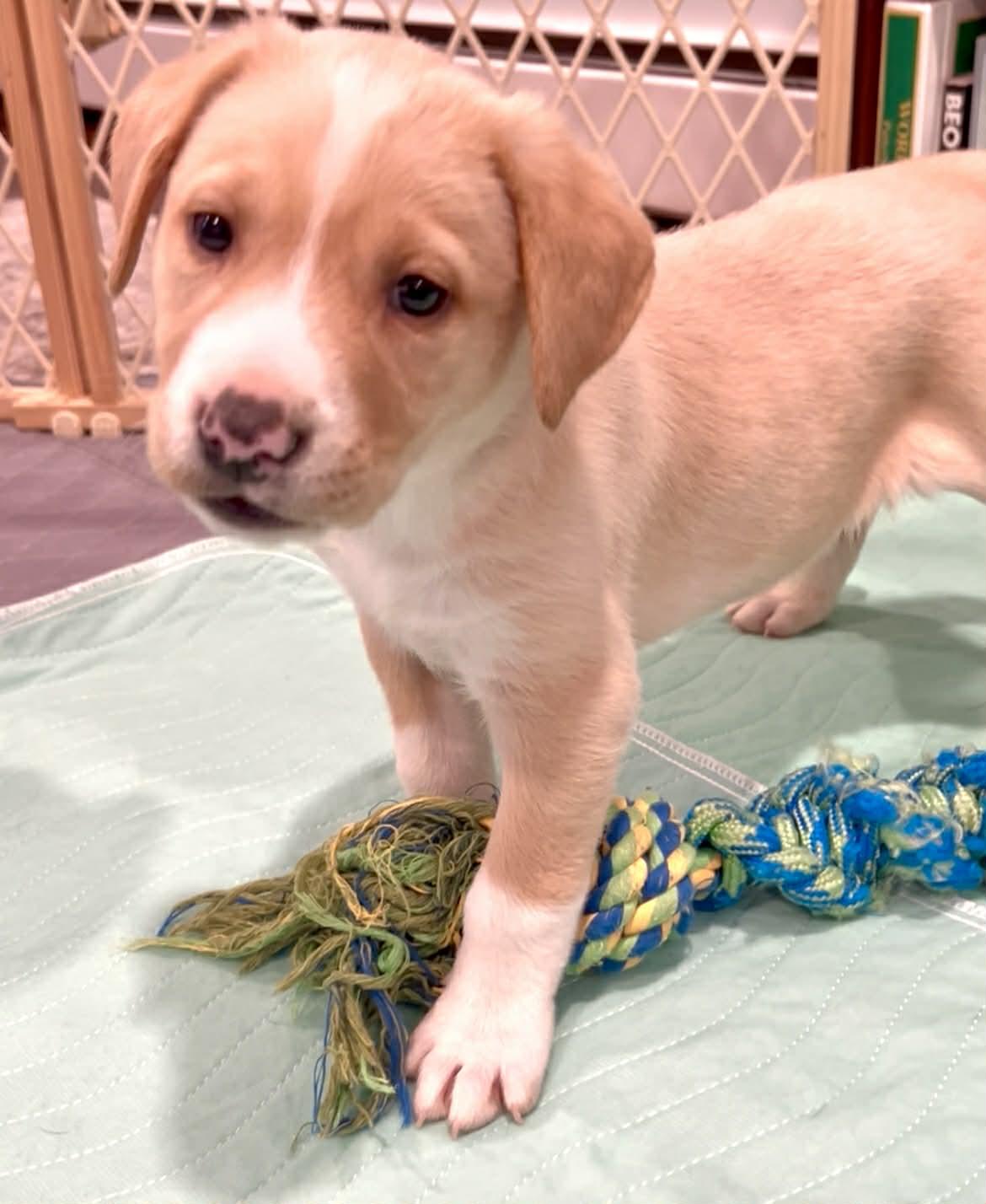 Wilbur, a Adoptable mixed breed in Mechanicsburg, PA image 1/3