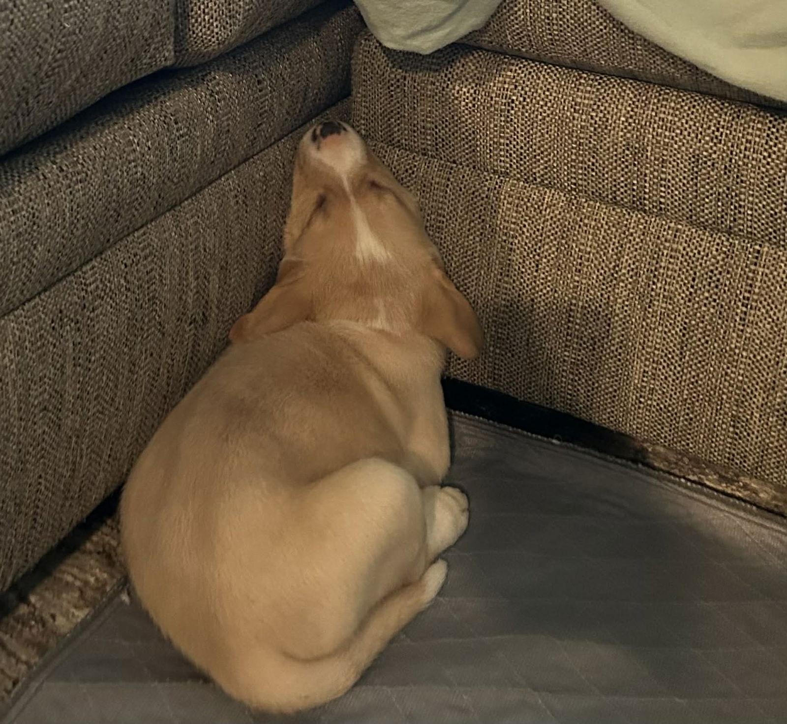 Wilbur, a Adoptable mixed breed in Mechanicsburg, PA image 2/3