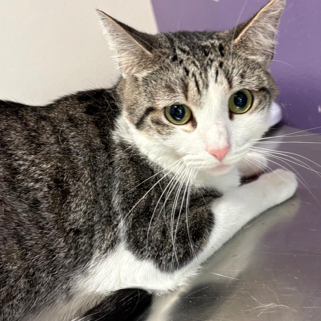 Charlotte, Adoptable, Young Female Domestic Short Hair.