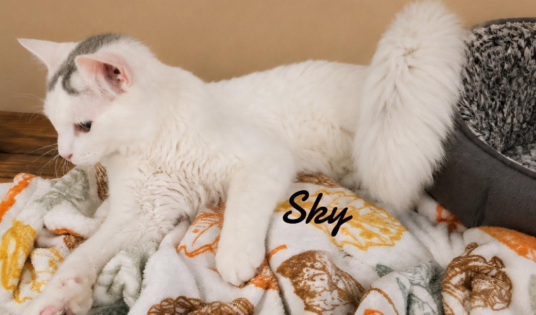 Sky, Adoptable, Young Male Domestic Medium Hair.