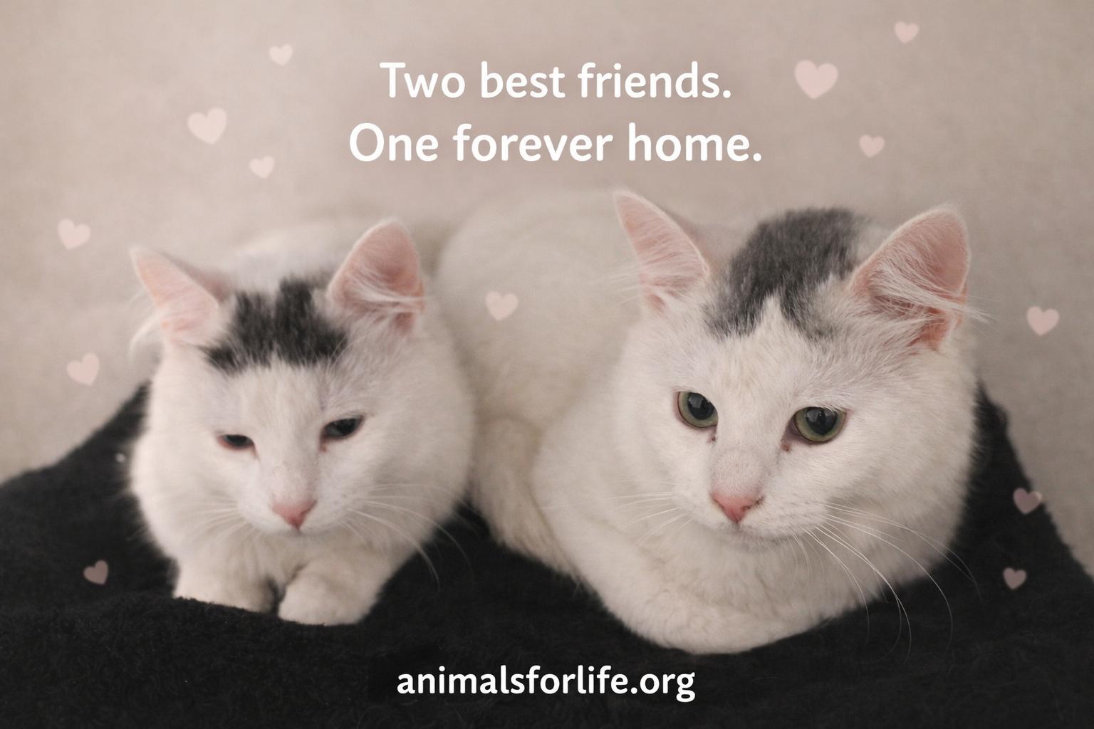 Enlarge Sky, a Adoptable Domestic Medium Hair in Naugatuck, CT image 3/3