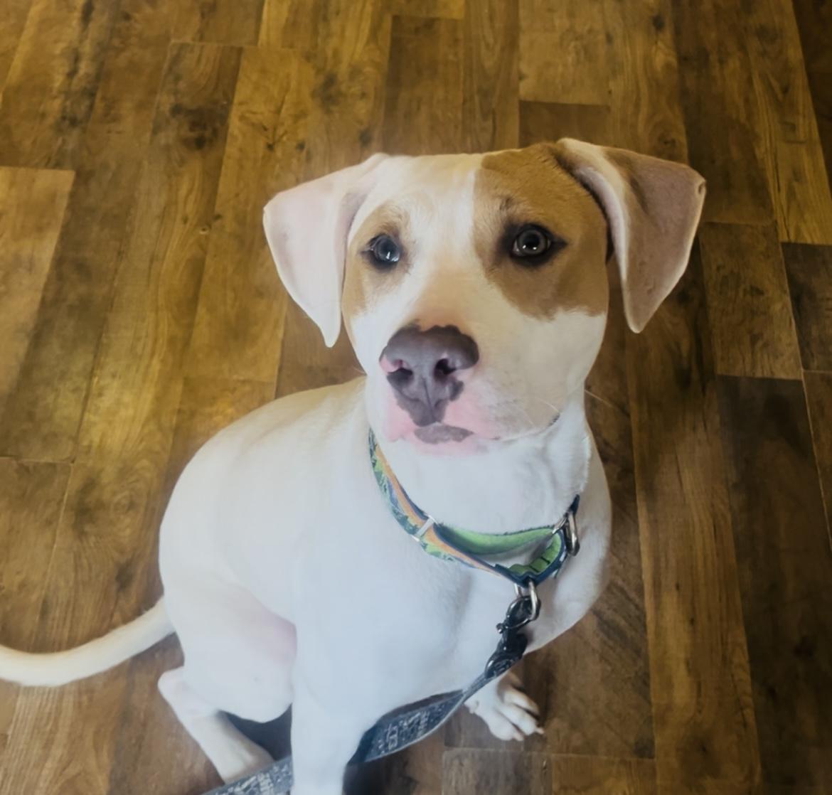 Patches, Adoptable, Puppy Male Pit Bull Terrier.