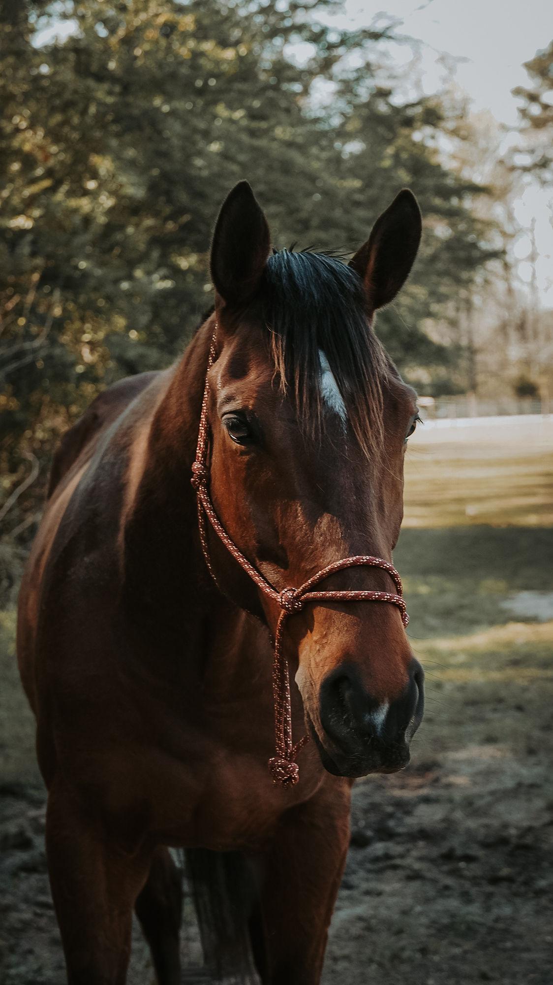 Enlarge Sparkling Shire, an adopted Thoroughbred in Aiken, SC image 2/4