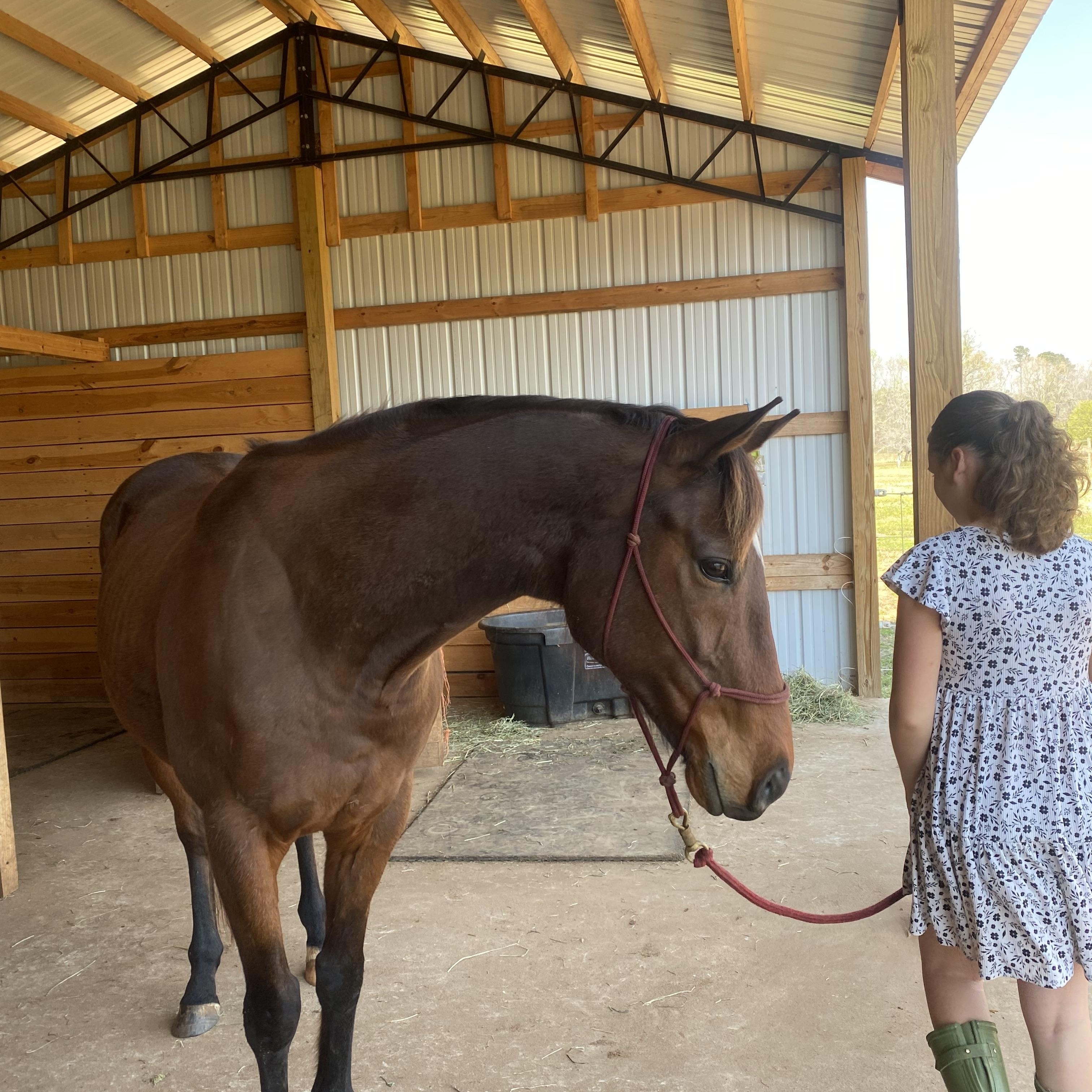 Enlarge Sparkling Shire, an adopted Thoroughbred in Aiken, SC image 1/4