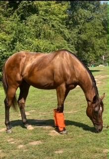 Enlarge Sparkling Shire, an adopted Thoroughbred in Aiken, SC image 4/4