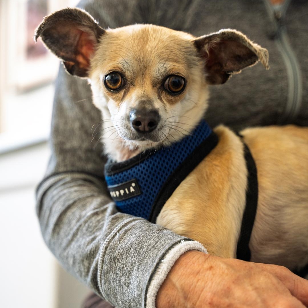 Enlarge Skippy 7 LBS OF CUTENESS, a ADOPTABLE Chihuahua in Bethel, CT image 2/4