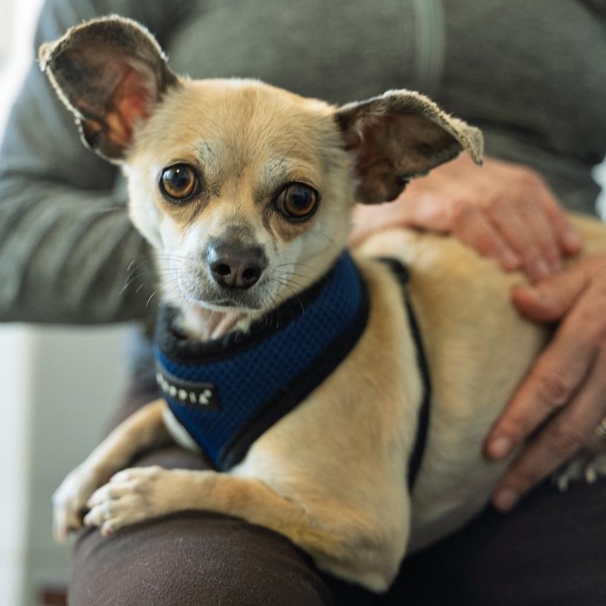 Enlarge Skippy 7 LBS OF CUTENESS, a ADOPTABLE Chihuahua in Bethel, CT image 1/4