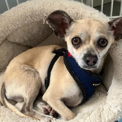 Skippy TINY SURVIVOR GOES FROM SCARED TO SNUGGLY, a ADOPTABLE Chihuahua in Bethel, CT image 2/5
