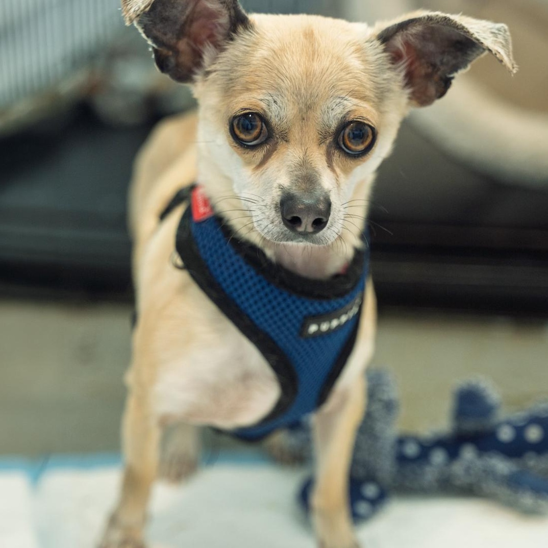 Enlarge Skippy 7 LBS OF CUTENESS, a ADOPTABLE Chihuahua in Bethel, CT image 3/4