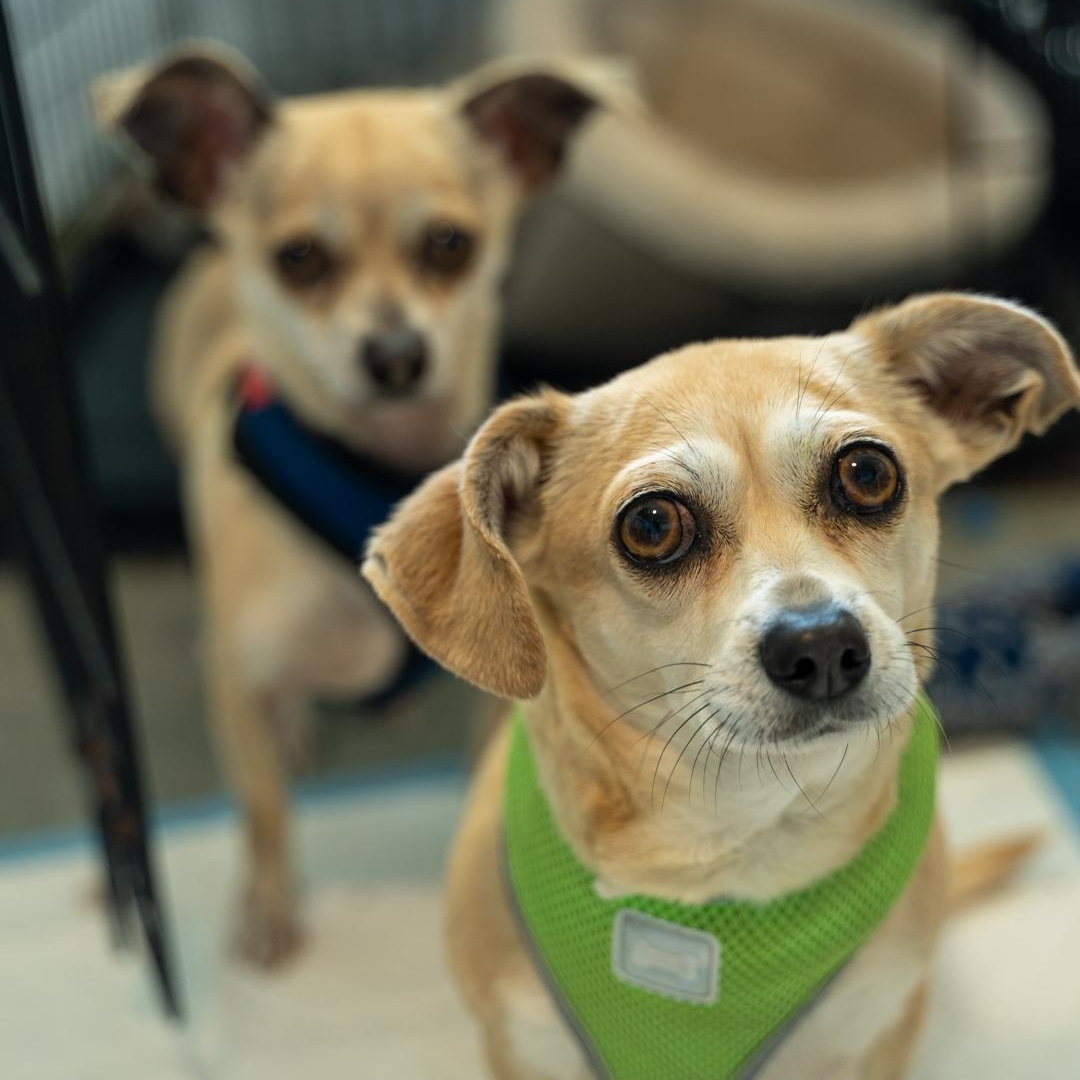 Enlarge Skippy 7 LBS OF CUTENESS, a ADOPTABLE Chihuahua in Bethel, CT image 4/4