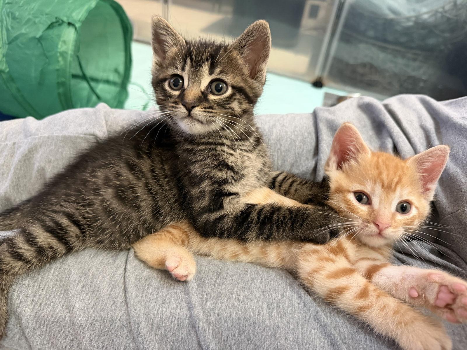 Gumdrop, Adopted, Kitten Male Tabby & Domestic Short Hair.