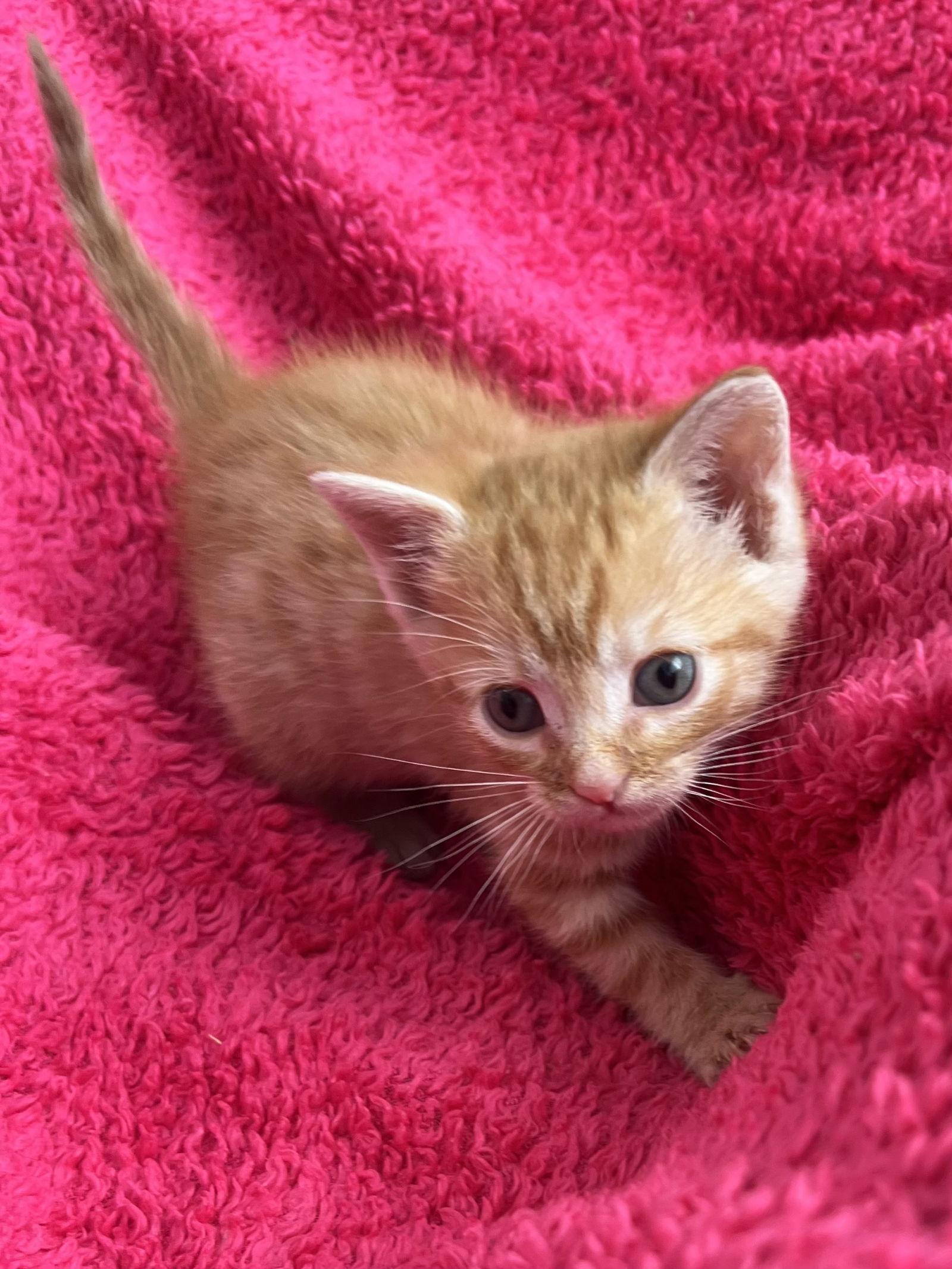 Enlarge Gumdrop, a Adopted mixed breed in Laguna Niguel, CA image 2/3