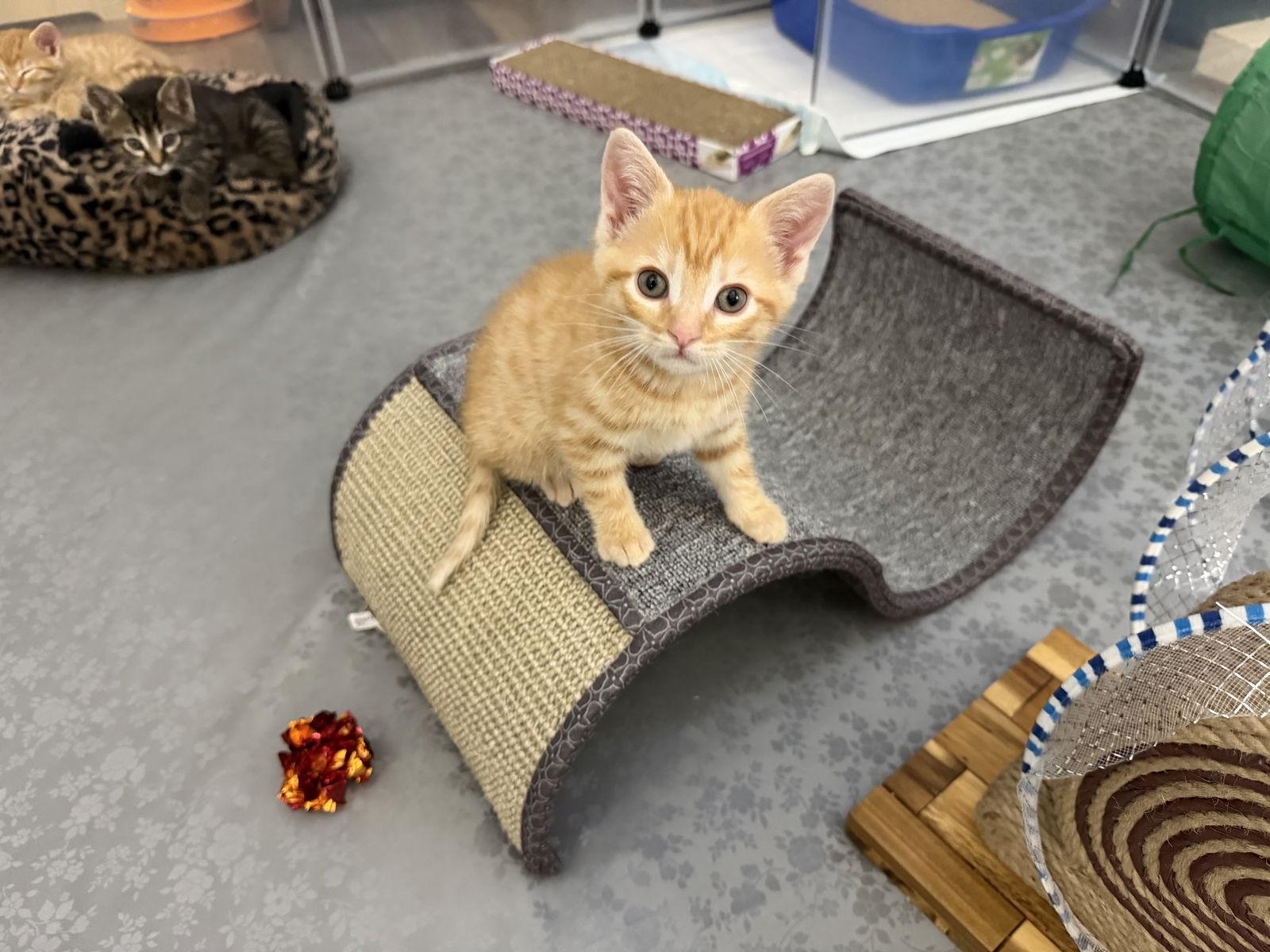 Enlarge Gumdrop, a Adopted mixed breed in Laguna Niguel, CA image 3/3