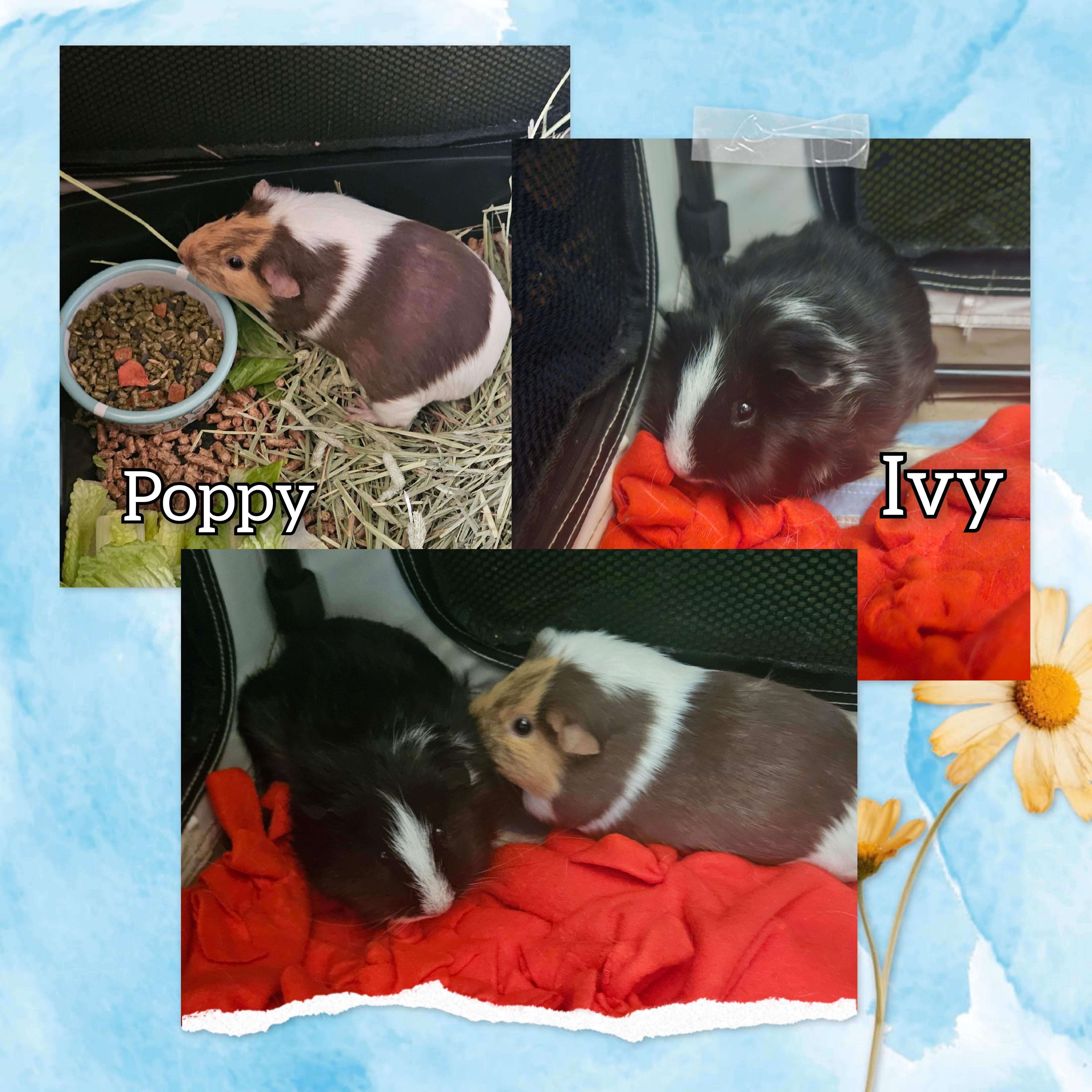 Enlarge Ivy & Poppy, a ADOPTABLE Guinea Pig in Glen Burnie, MD image 1/1