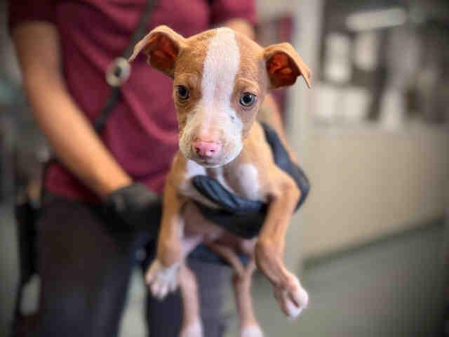A1946341, Adoptable, Puppy Female Terrier & Mixed Breed.