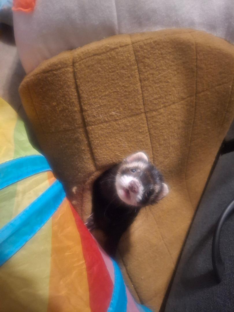 Enlarge Chase, a Adoptable Ferret in Lake worth, FL image 1/2