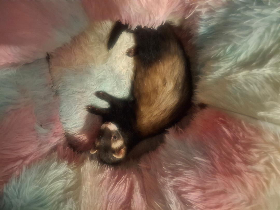 Enlarge Chase, a Adoptable Ferret in Lake worth, FL image 2/2