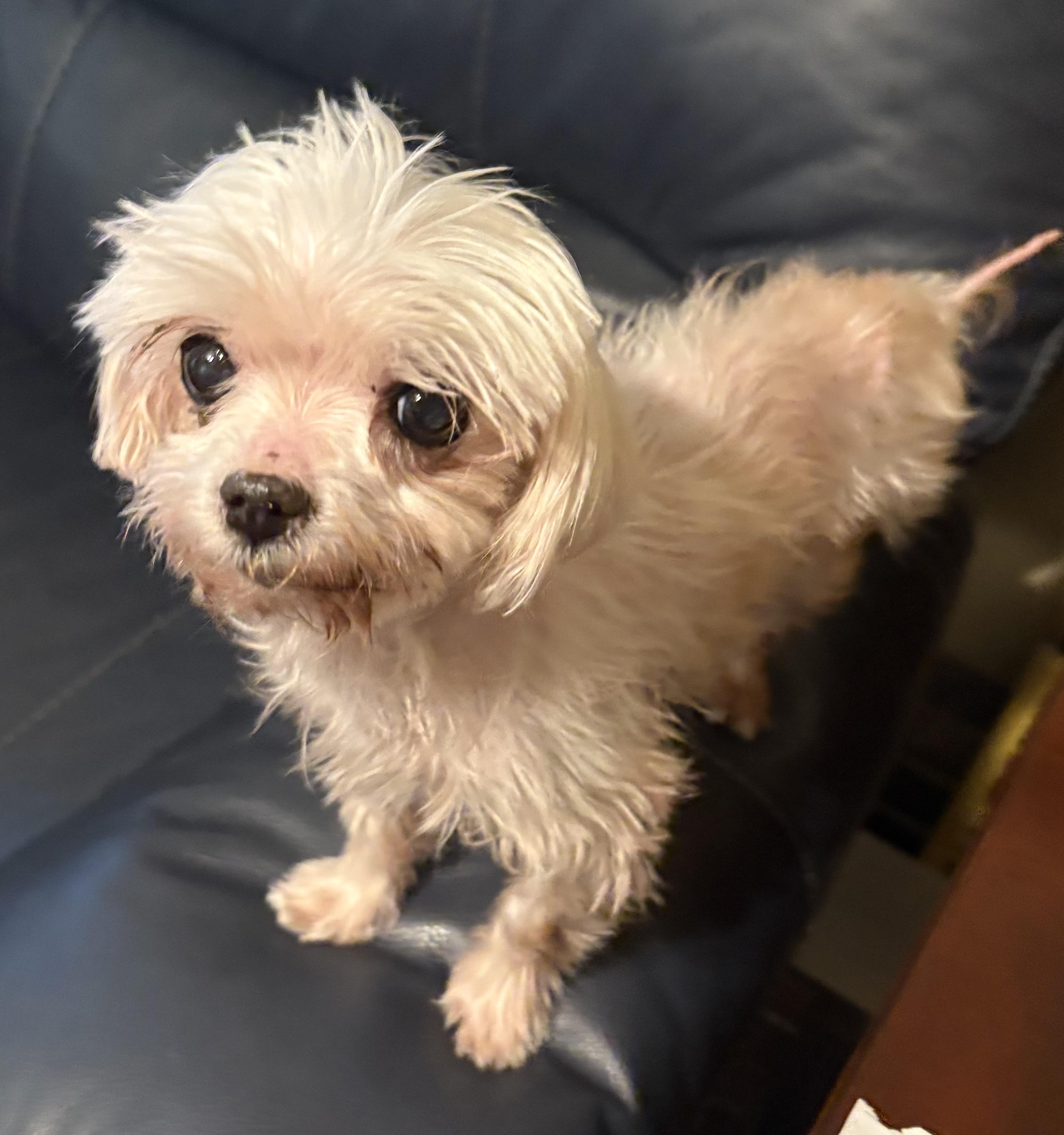 Enlarge Angel, an adopted Maltese in Covina, CA image 1/2