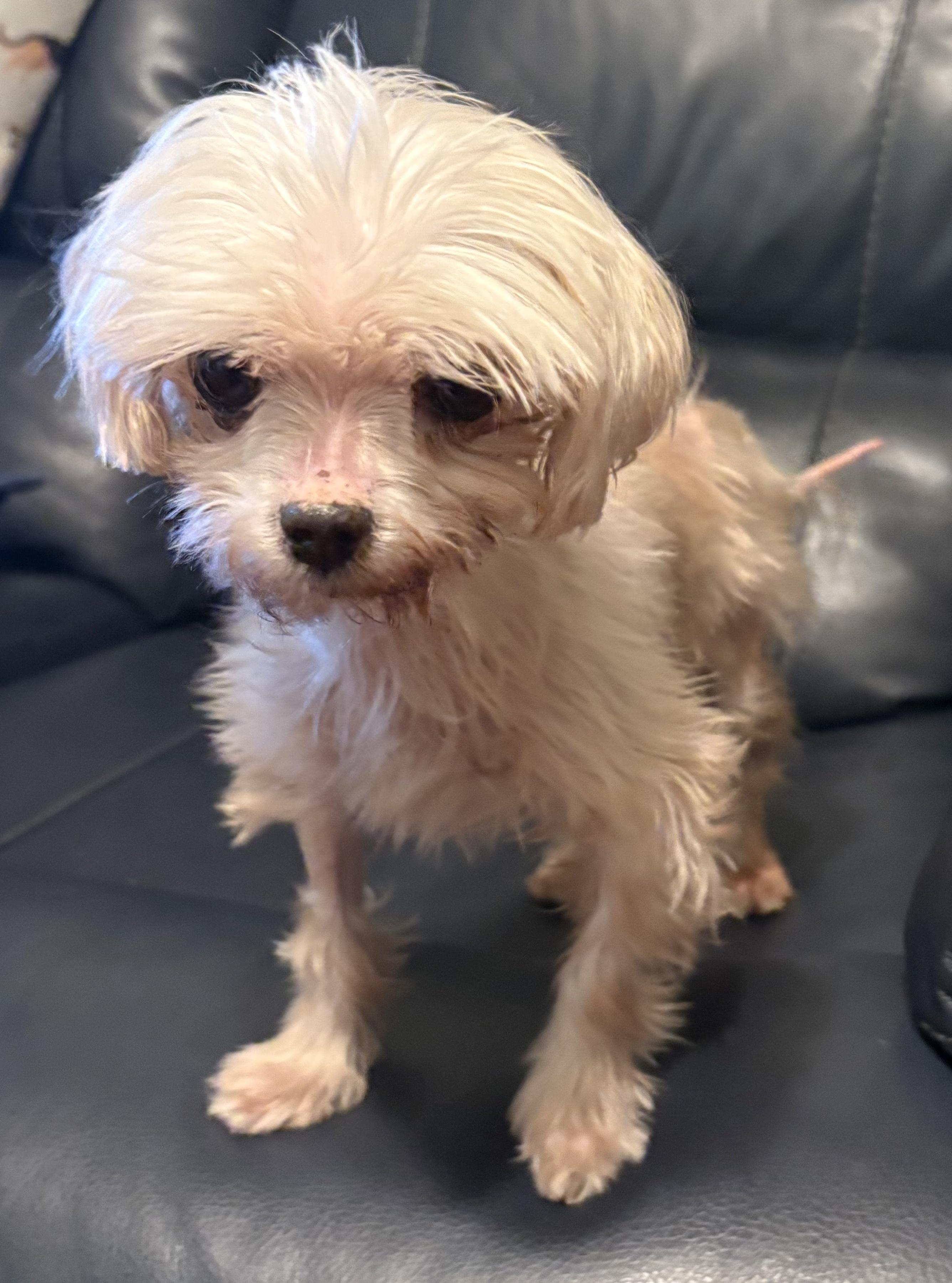 Enlarge Angel, an adopted Maltese in Covina, CA image 2/2