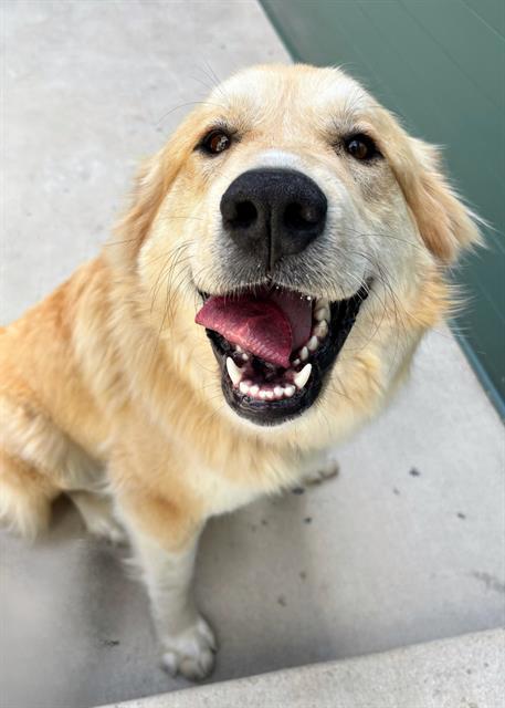 PEANUT, Adoptable, Adult Female Great Pyrenees & Golden Retriever.