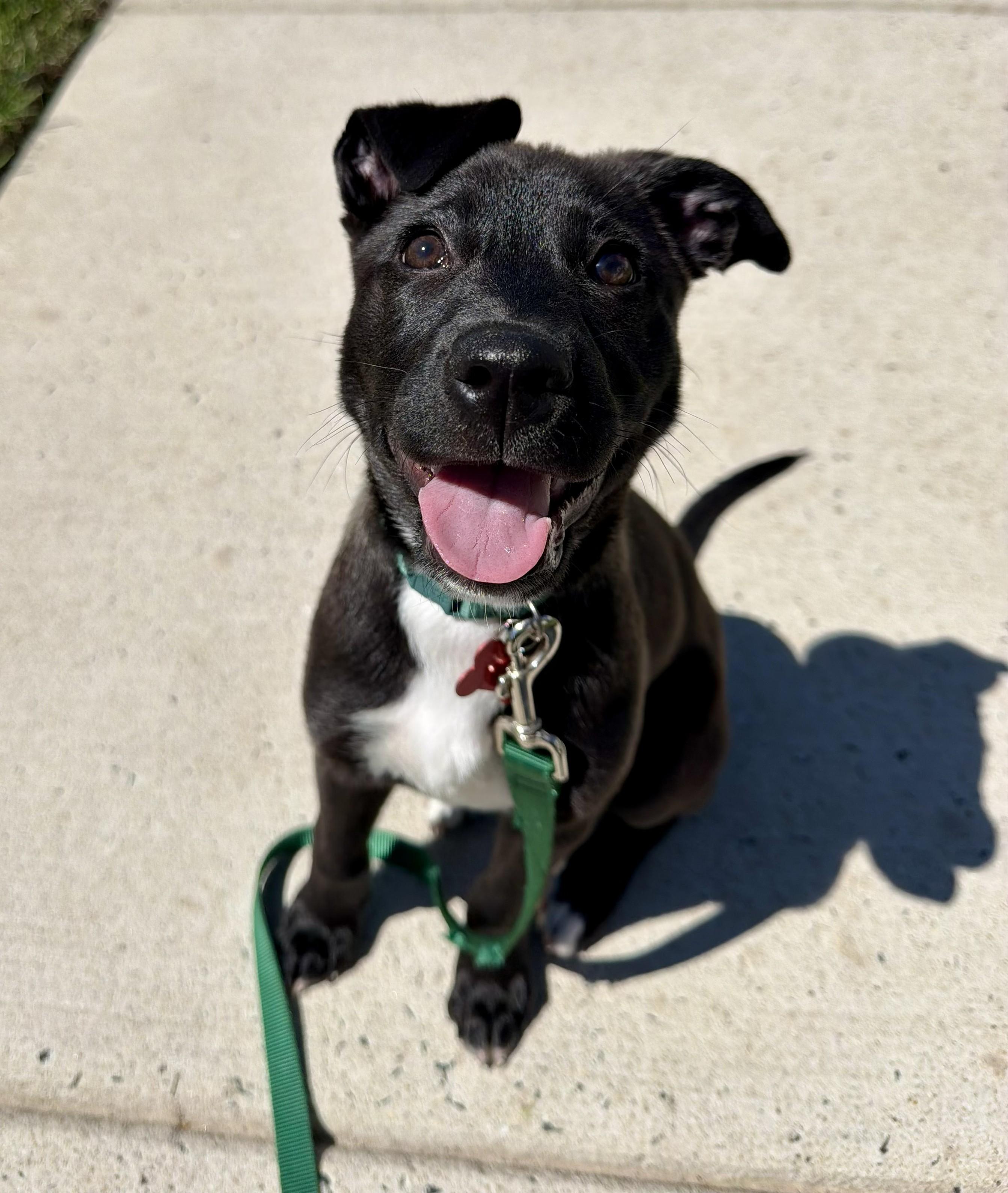 Hershey, adopted, Puppy Male Black Labrador Retriever.