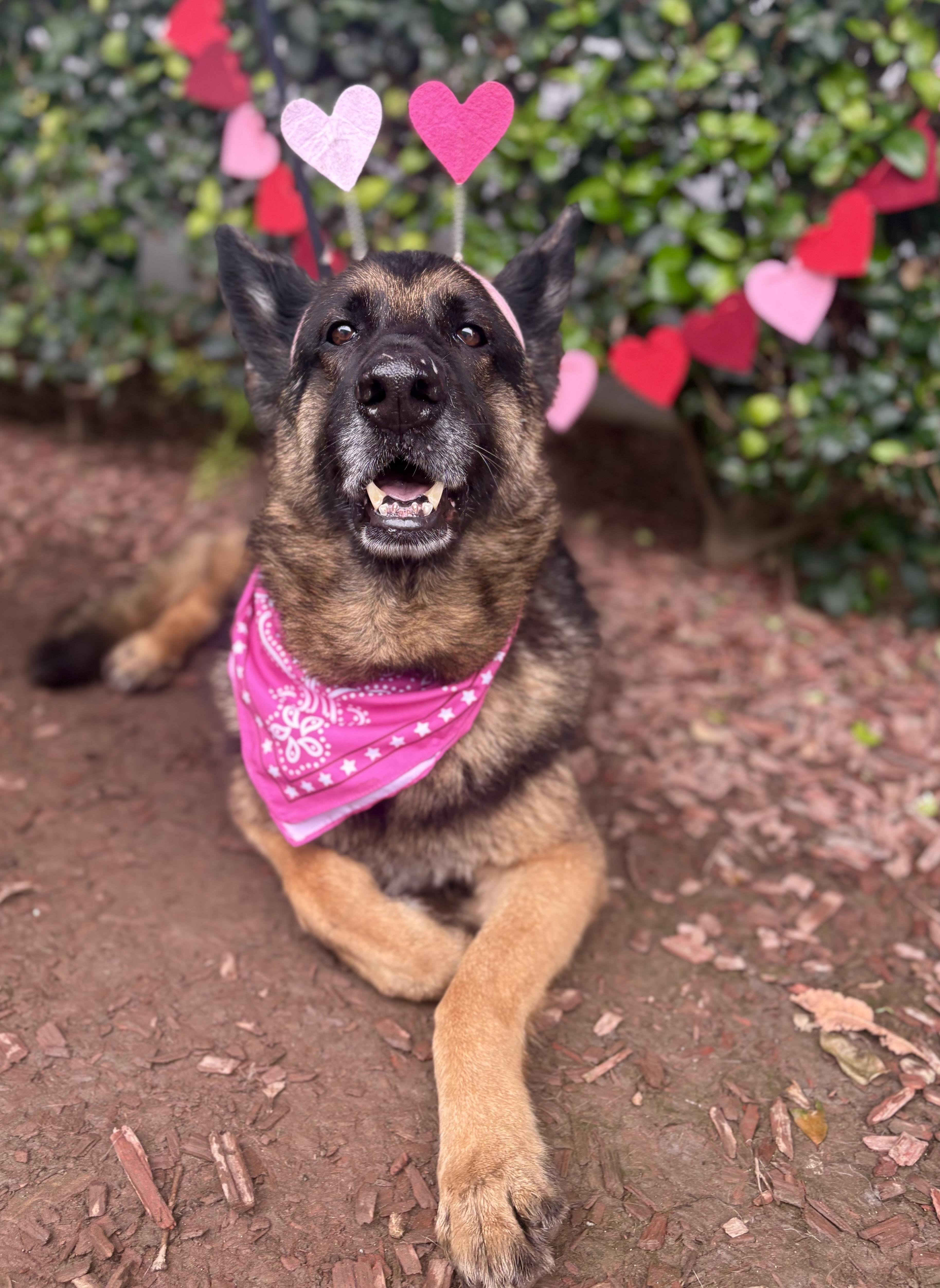 Yara, Adoptable, Adult Female German Shepherd Dog.