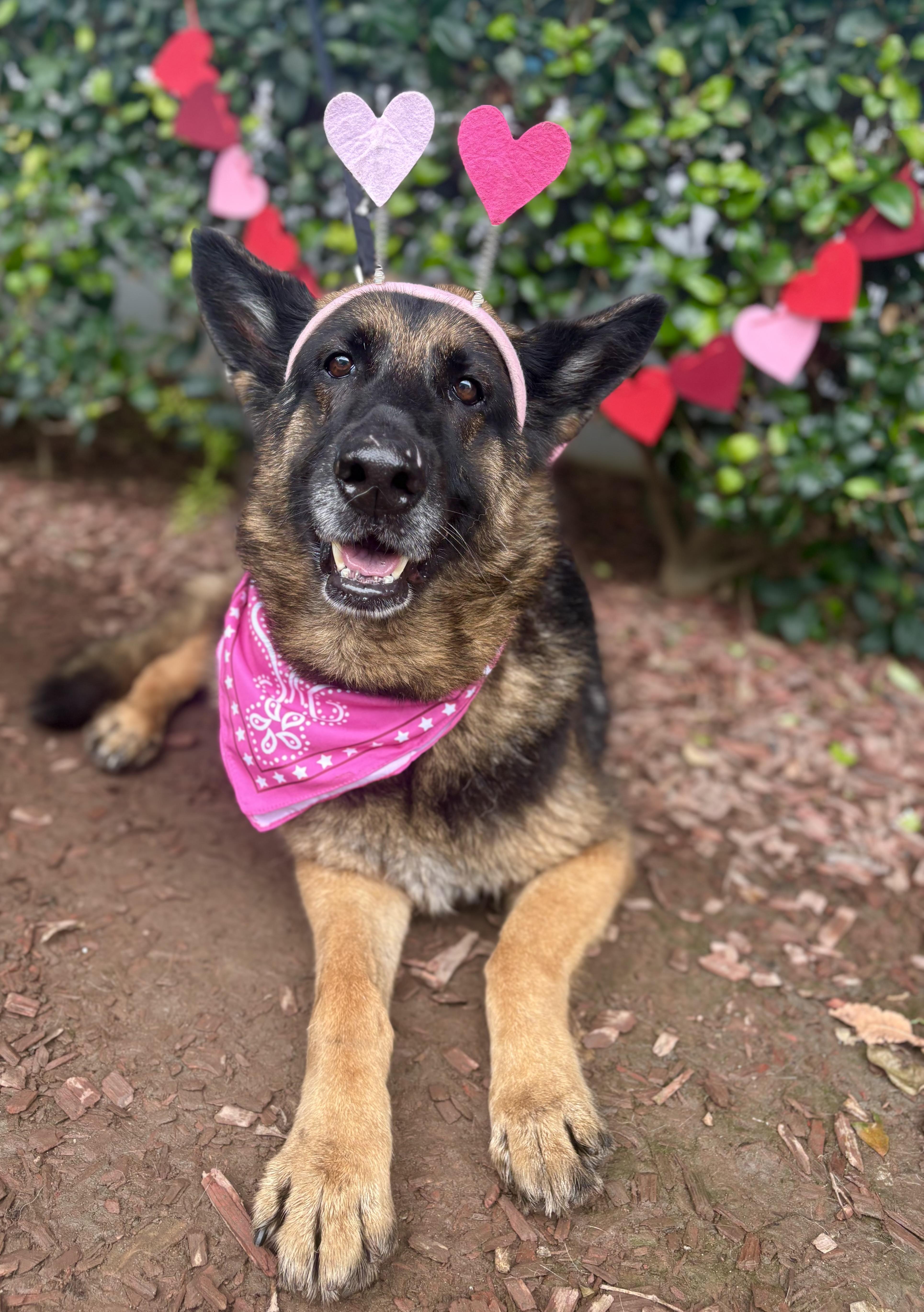 Enlarge Yara, a Adoptable mixed breed in South El Monte, CA image 4/4
