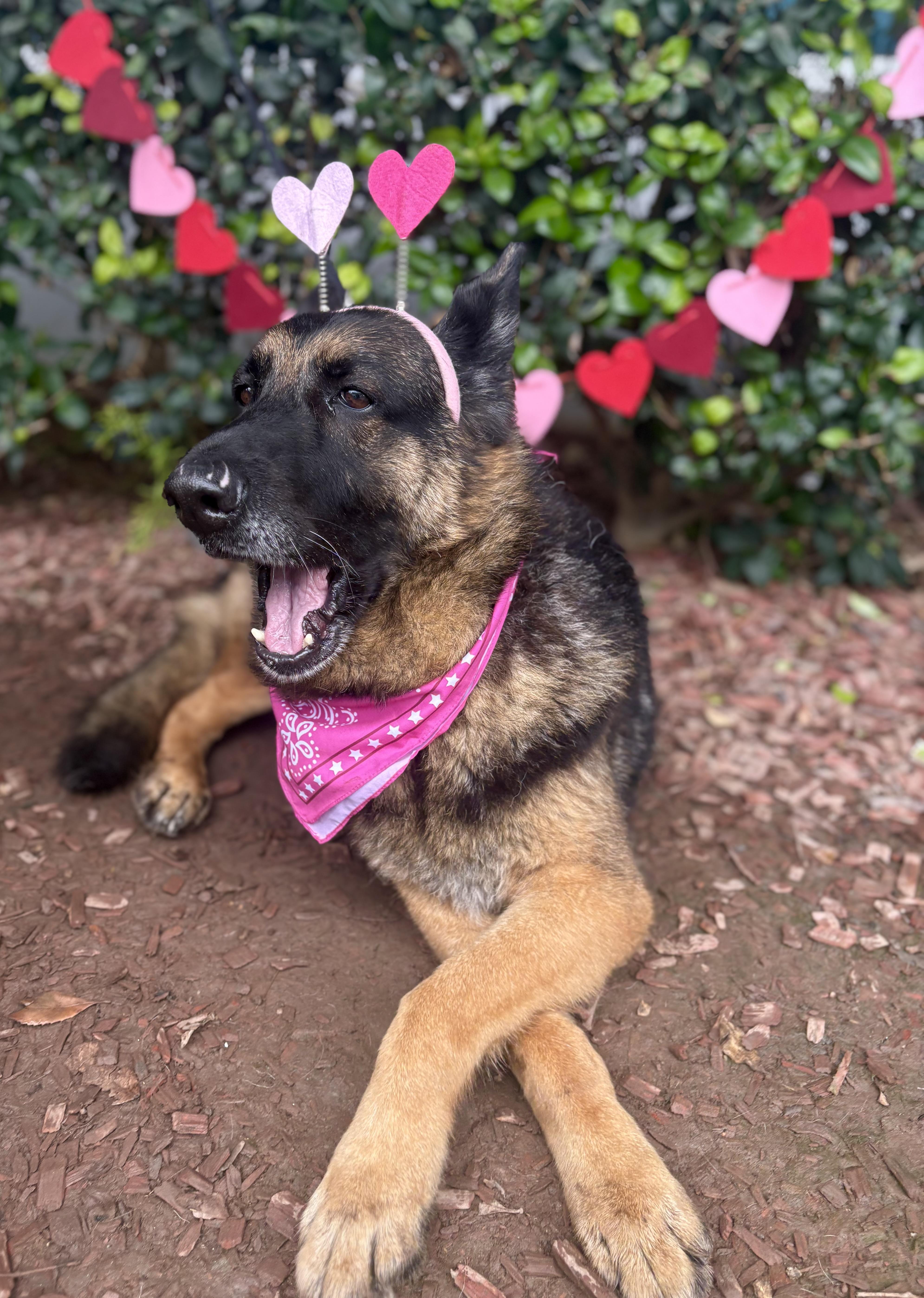 Enlarge Yara, a Adoptable mixed breed in South El Monte, CA image 3/4