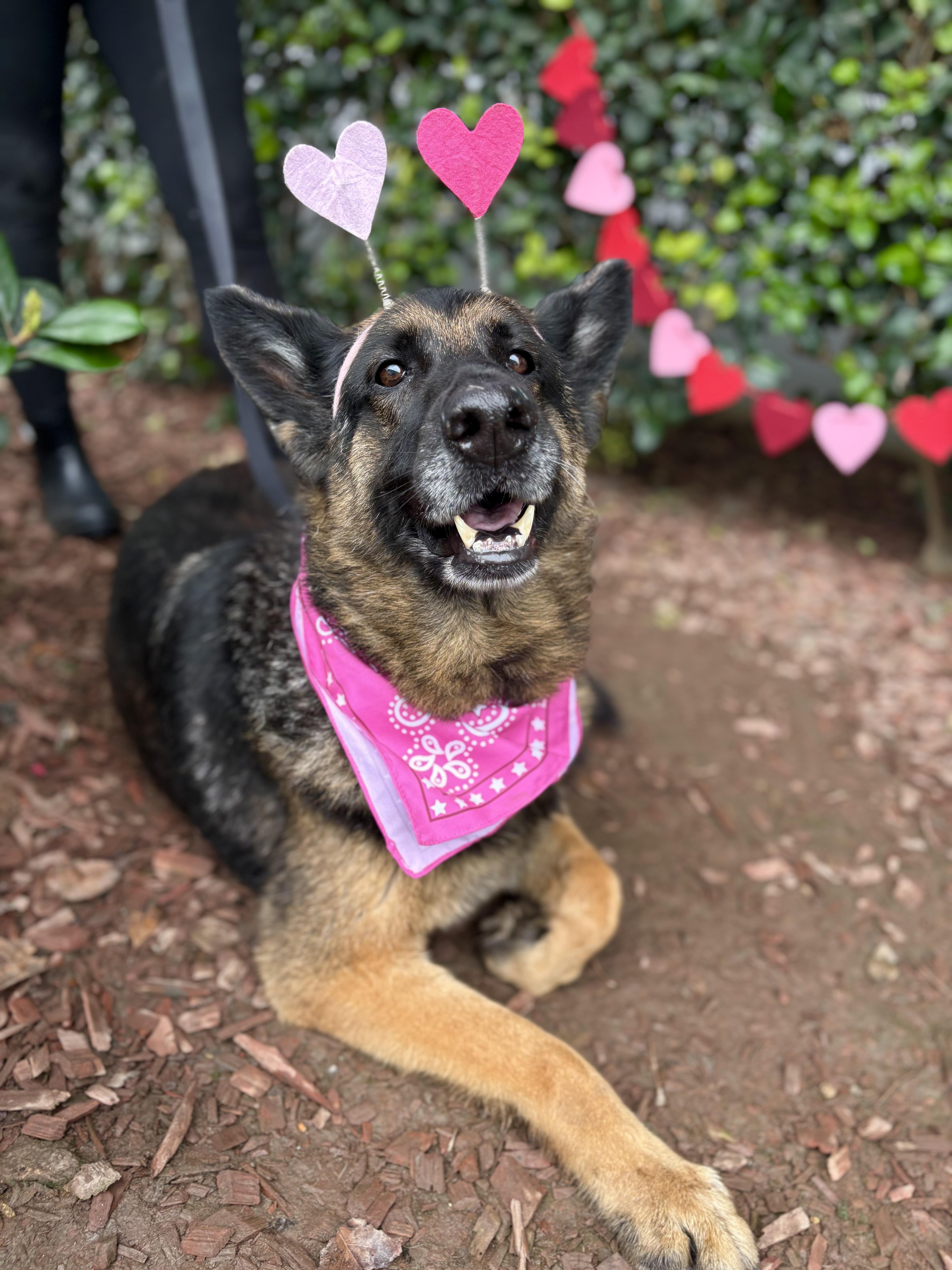 Enlarge Yara, a Adoptable mixed breed in South El Monte, CA image 2/4