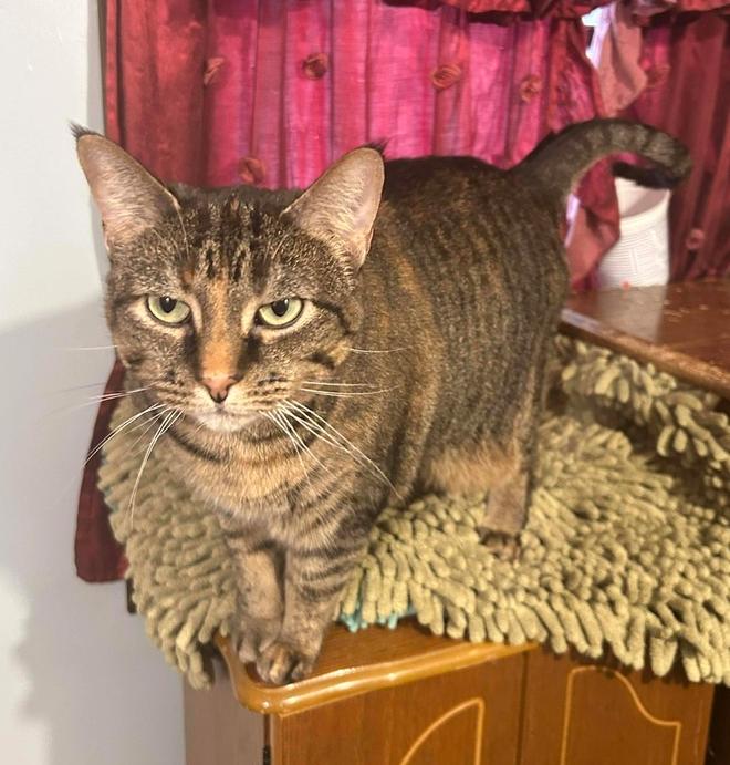 Dixie ~ Available at PetSmart Warsaw, IN!, Adoptable, Adult Female Domestic Short Hair.