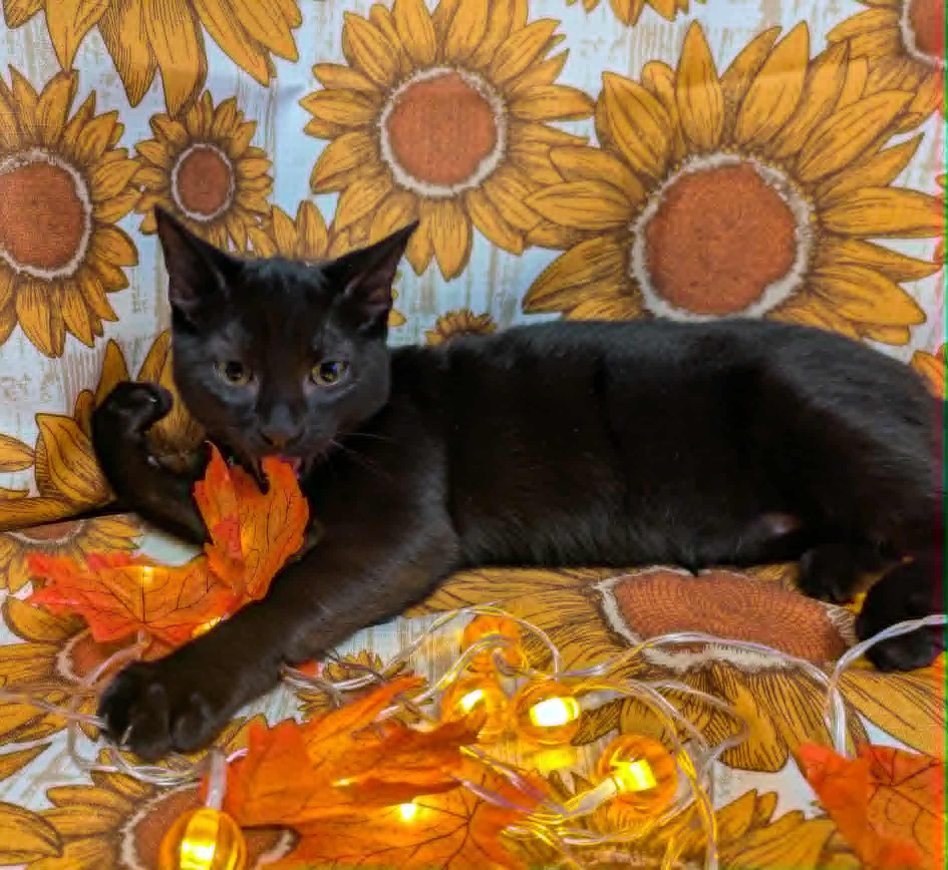 Espinoza, a Adoptable Domestic Short Hair in Ocean Springs, MS image 1/4
