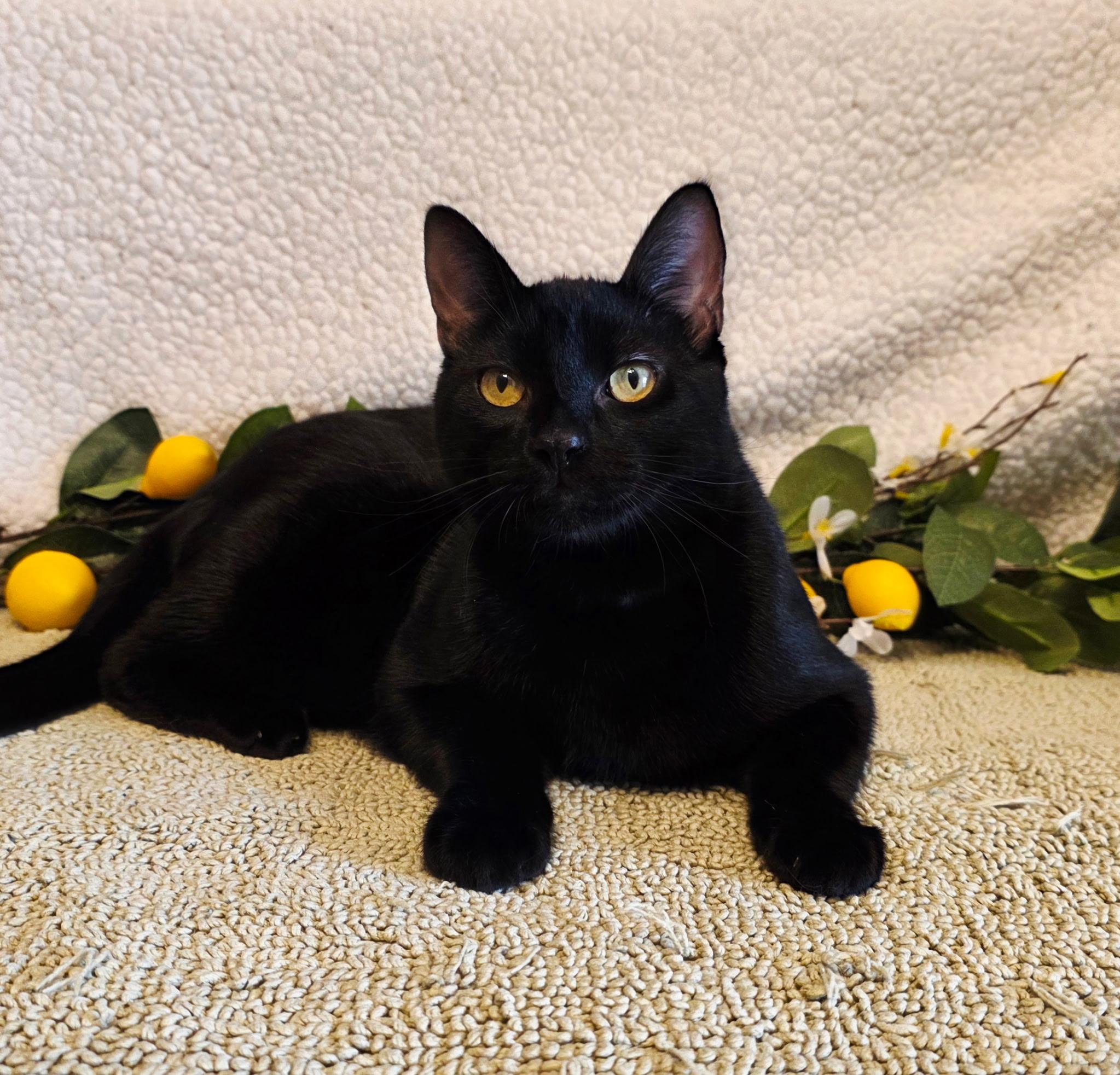 Espinoza, Adoptable, Kitten Male Domestic Short Hair.
