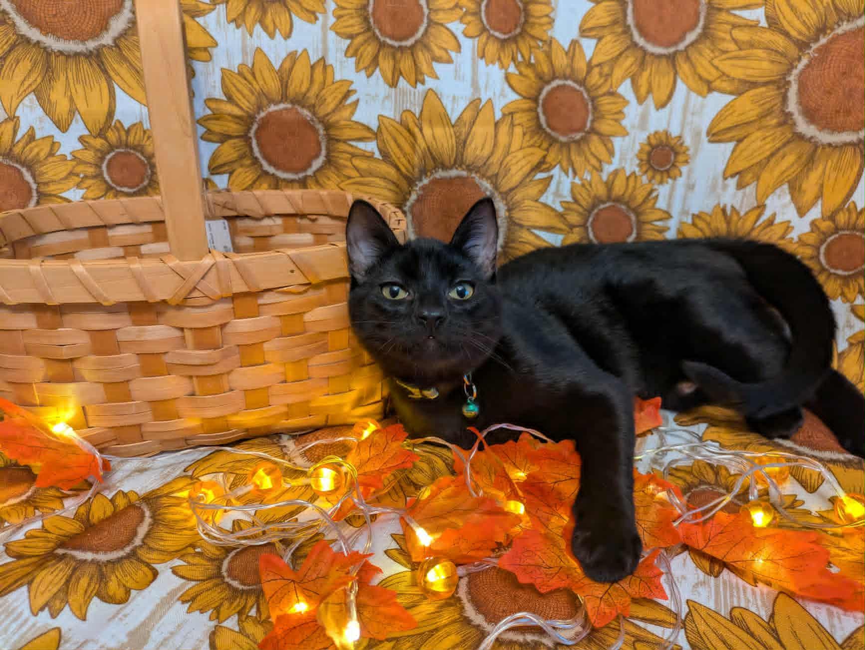 Espinoza, a Adoptable Domestic Short Hair in Ocean Springs, MS image 2/4