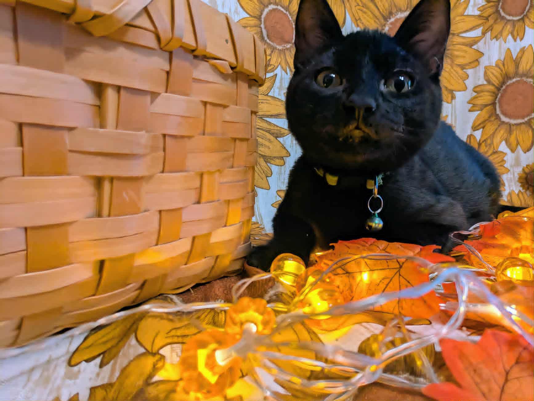 Espinoza, a Adoptable Domestic Short Hair in Ocean Springs, MS image 3/4