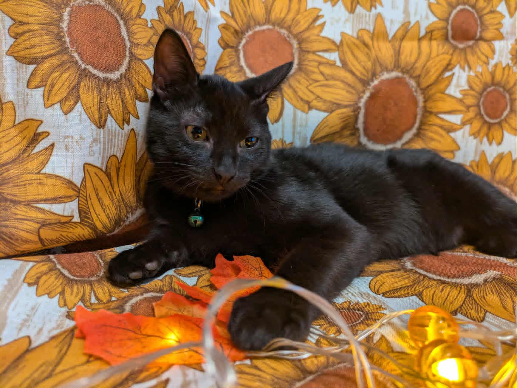 Espinoza, a Adoptable Domestic Short Hair in Ocean Springs, MS image 4/4