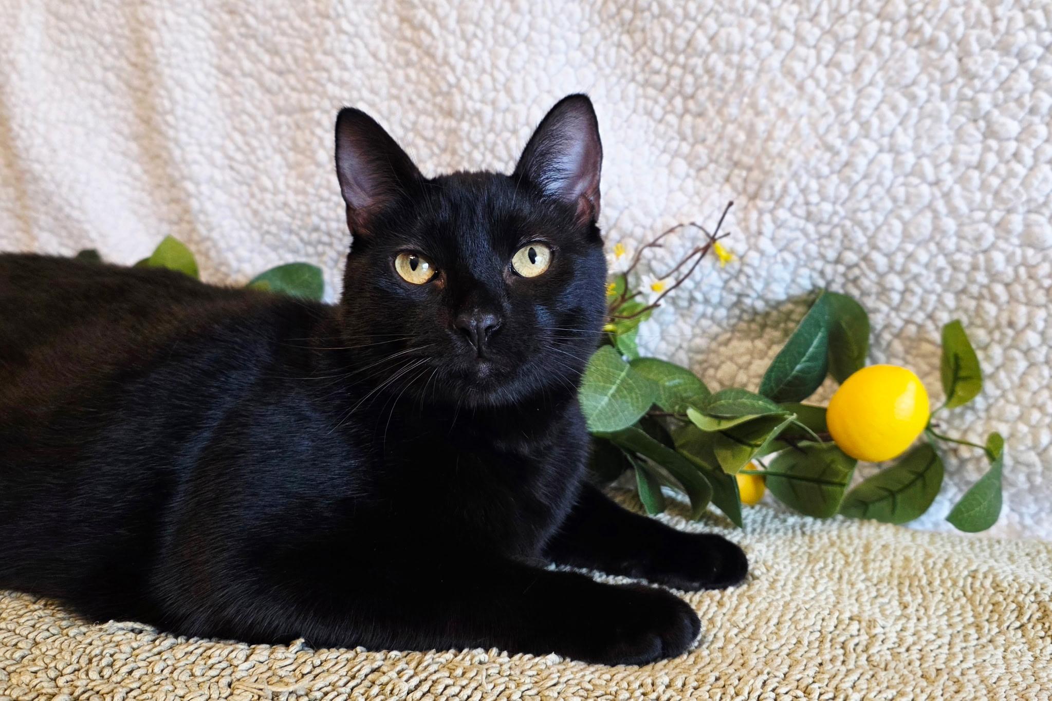 Enlarge Espinoza, a Adoptable Domestic Short Hair in Ocean Springs, MS image 2/2