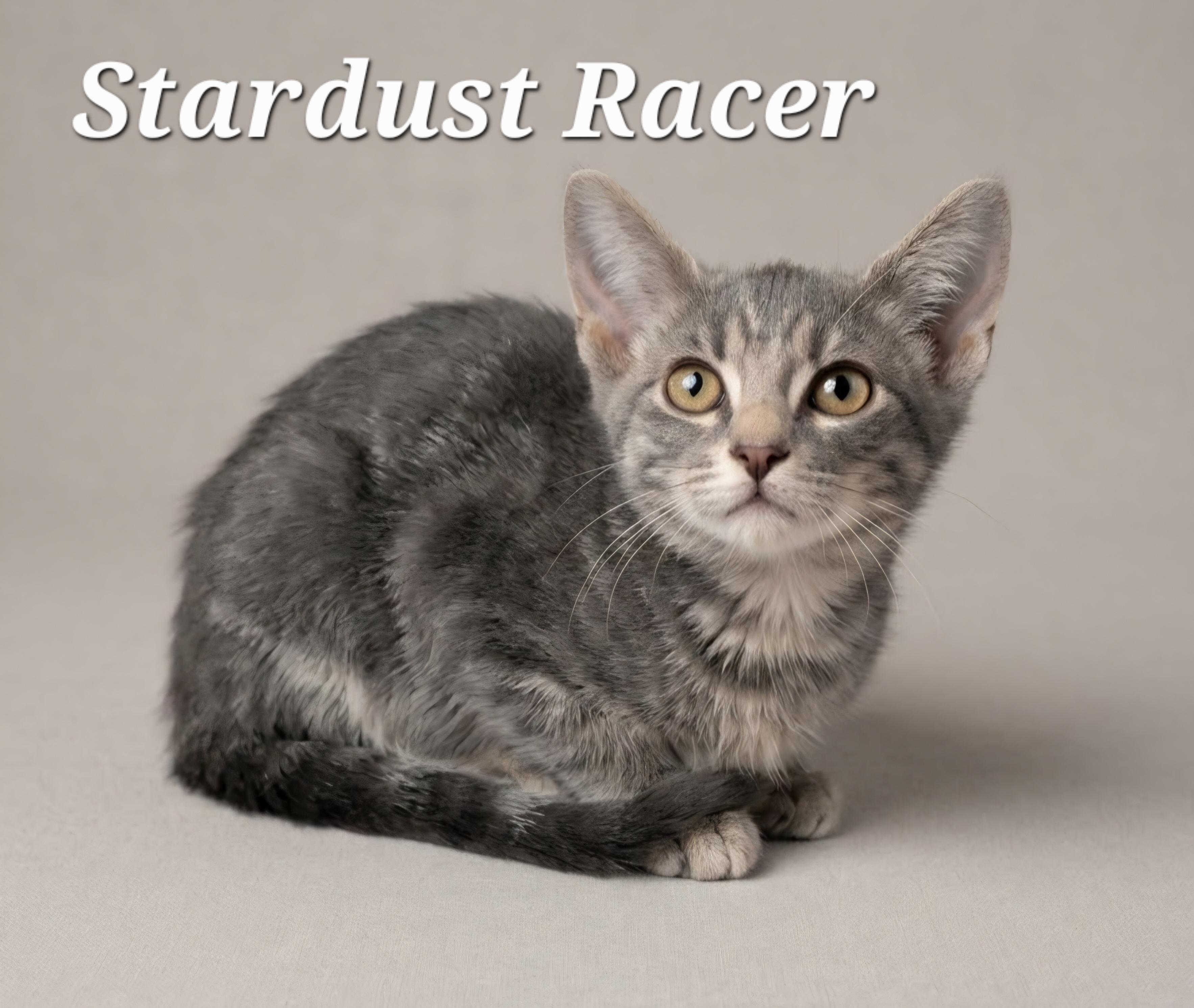 Stardust Racer, Adoptable, Kitten Female Tabby.
