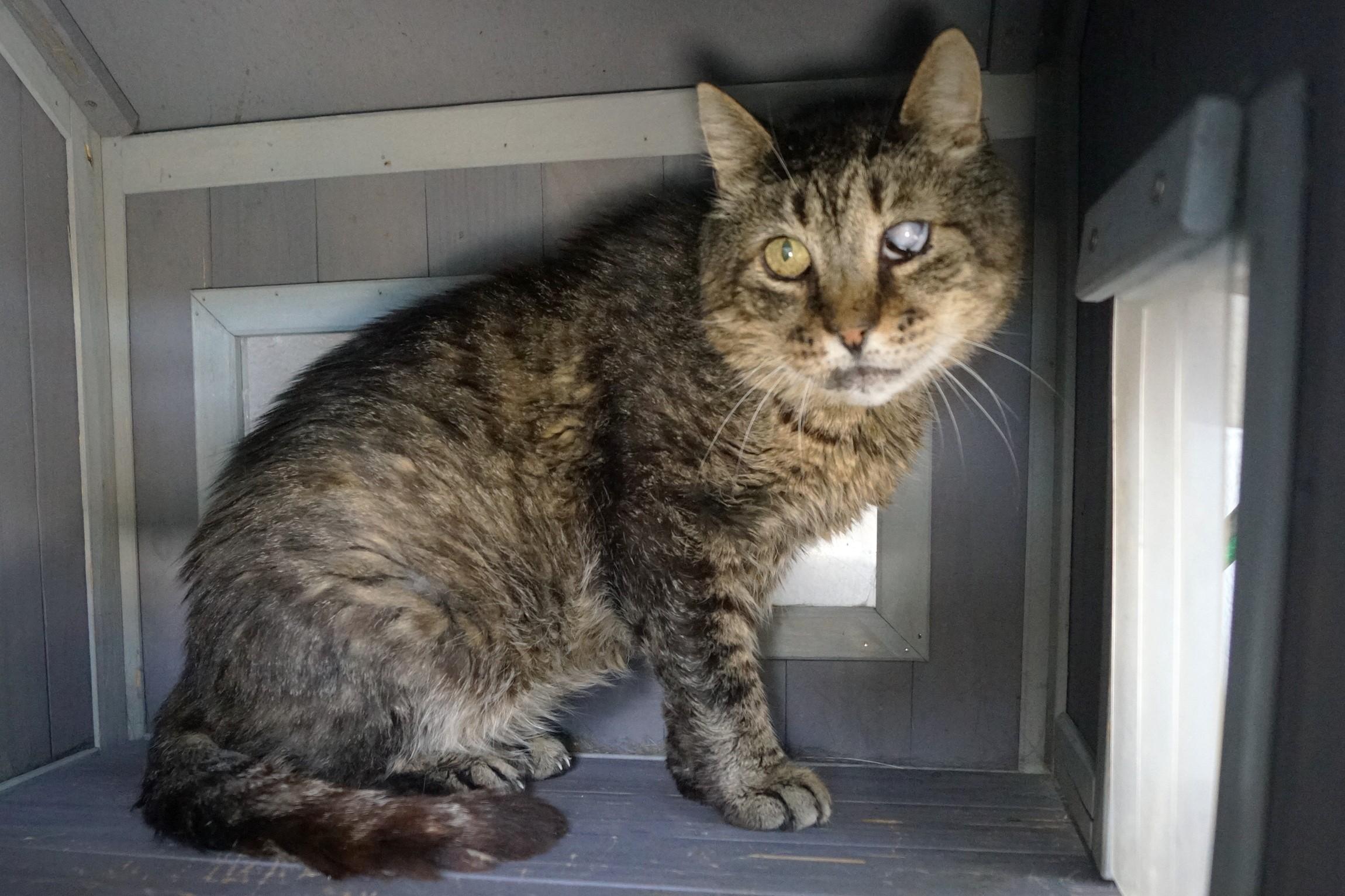 Mojito, a Adoptable mixed breed in New Milford, CT image 3/6