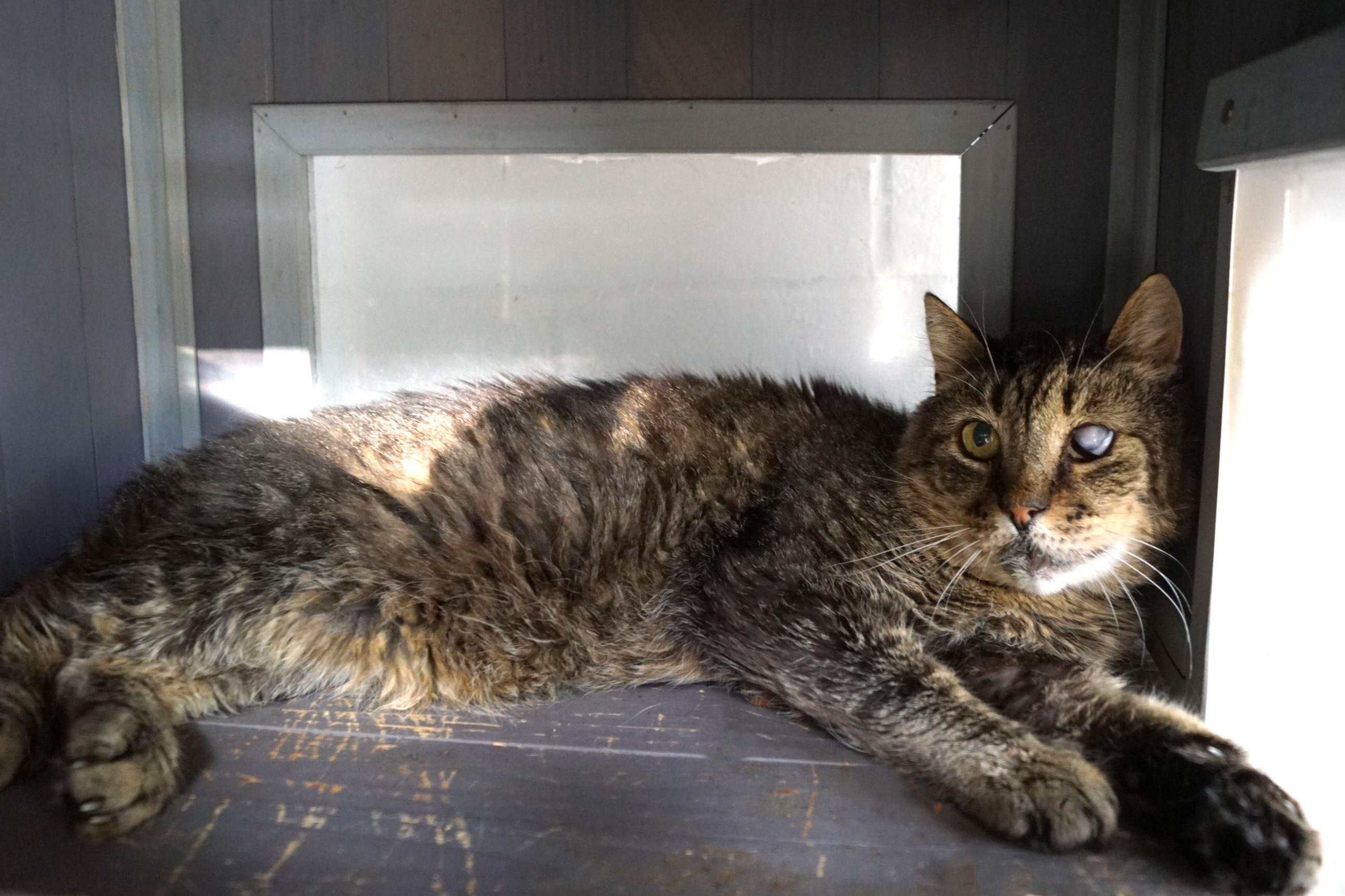 Mojito, a Adoptable mixed breed in New Milford, CT image 4/6