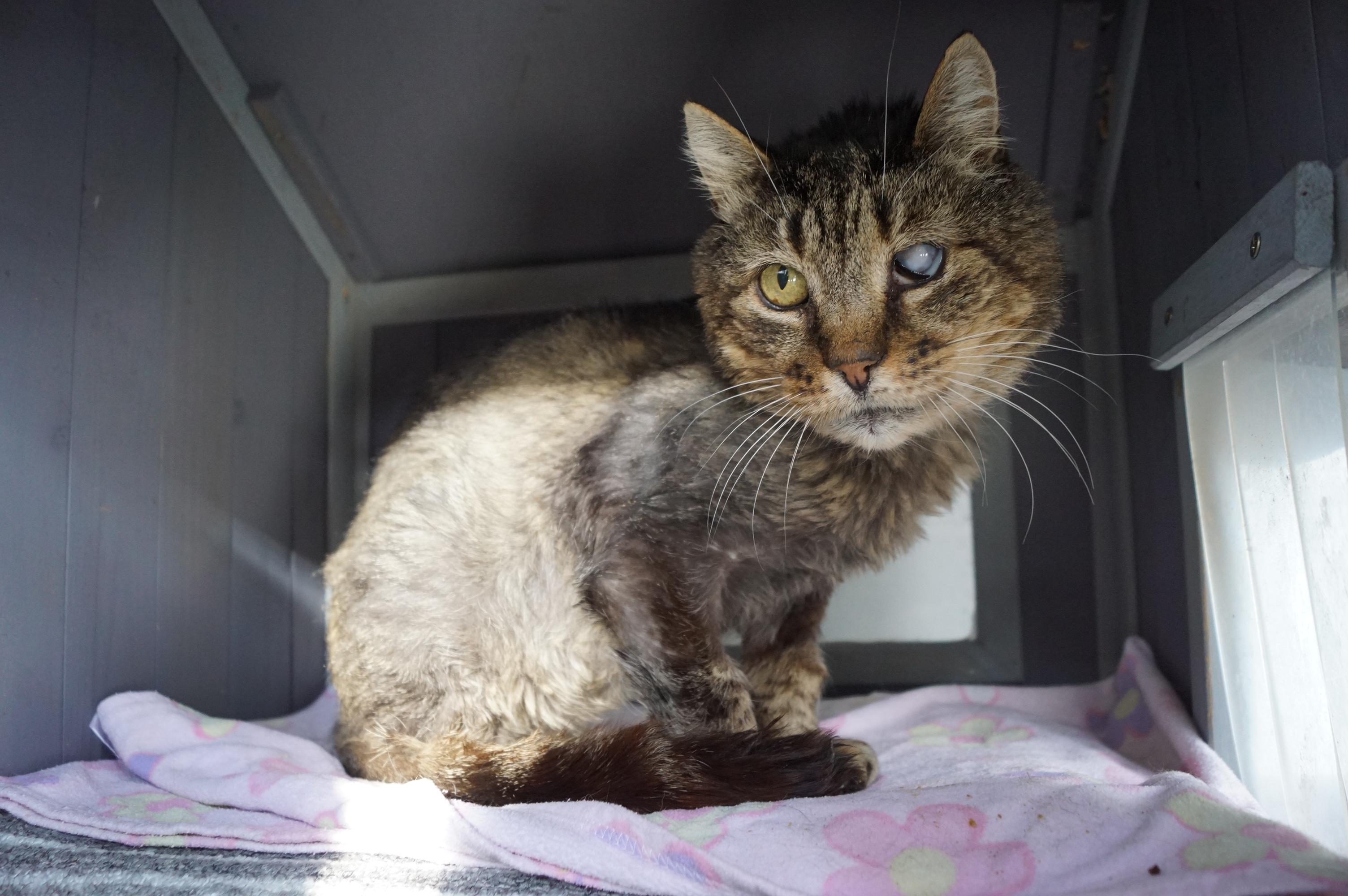 Enlarge Mojito, a Adoptable mixed breed in New Milford, CT image 6/6