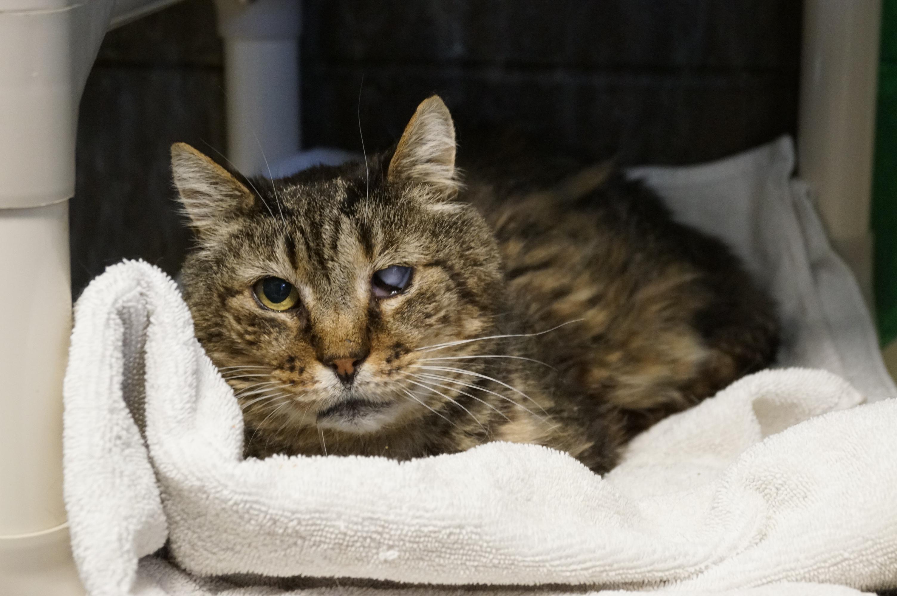 Enlarge Mojito, a Adoptable mixed breed in New Milford, CT image 4/6